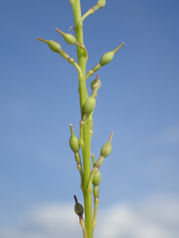 Håret Knopskulpe (Rapistrum rugosum ssp. rugosum)