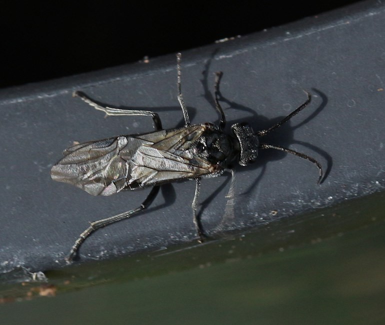 Dolerus picipes (Dolerus picipes)