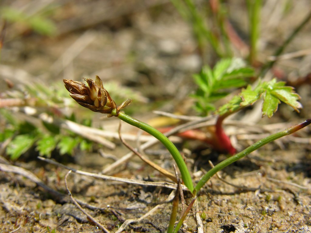 Krum Star (Carex maritima)