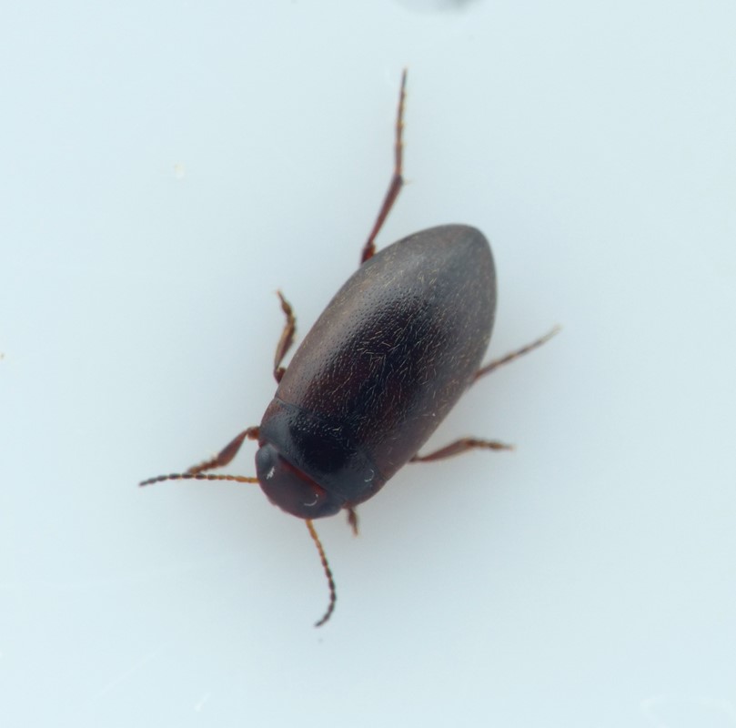 Hydroporus elongatulus (Hydroporus elongatulus)
