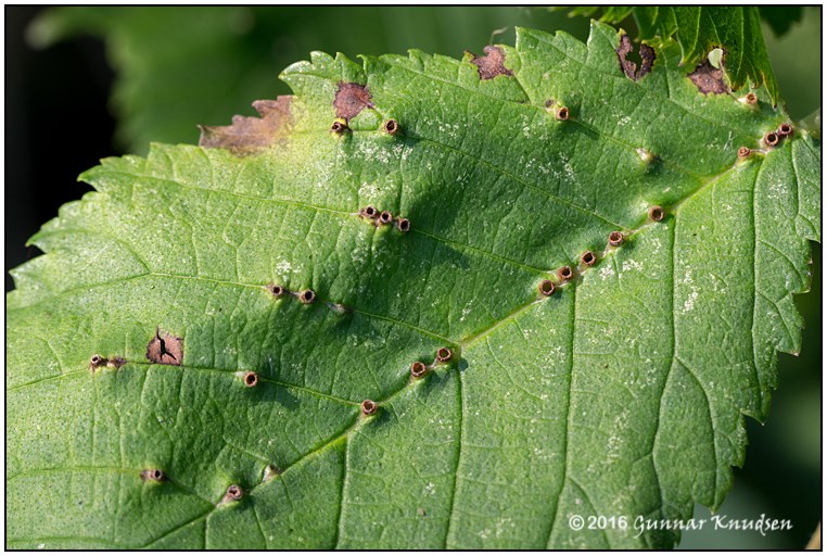 Janetiella lemeei (Janetiella lemeei)