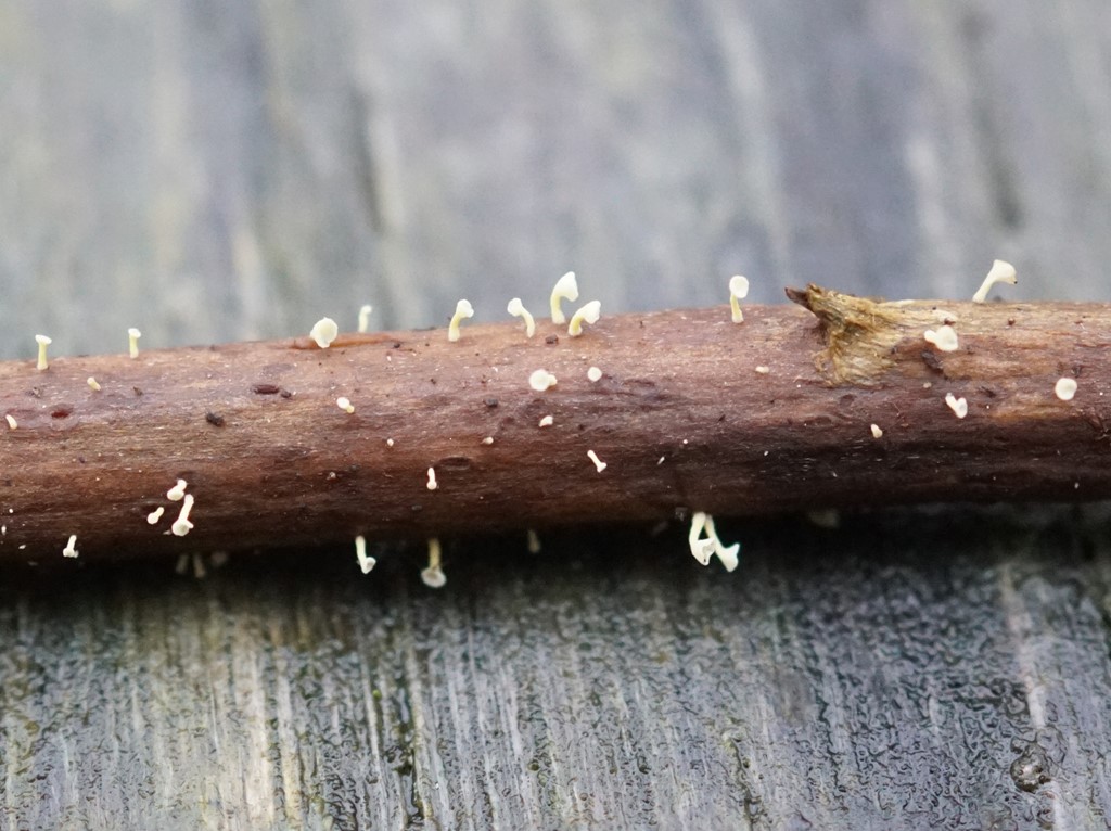 Gul Nældehue (Calyptella campanula)