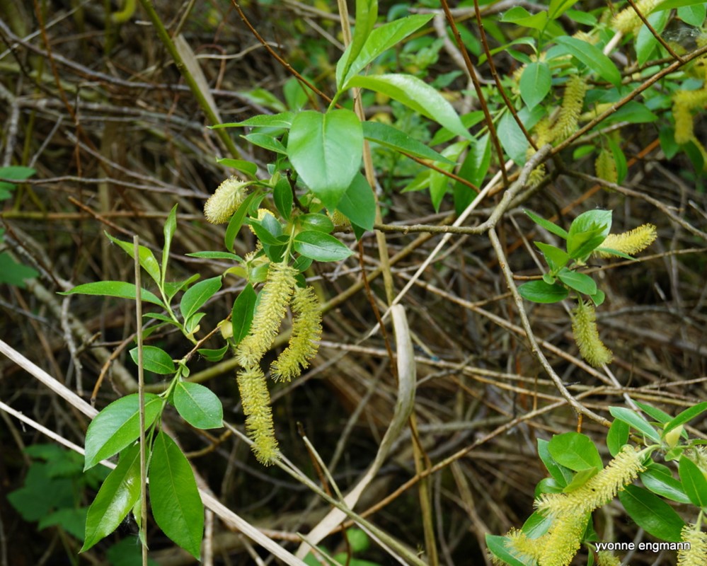 Pil sp. (Salix sp.)