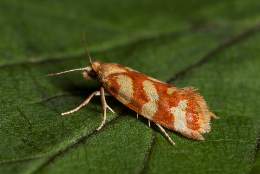 Aethes rutilana (Aethes rutilana) Naturbasen