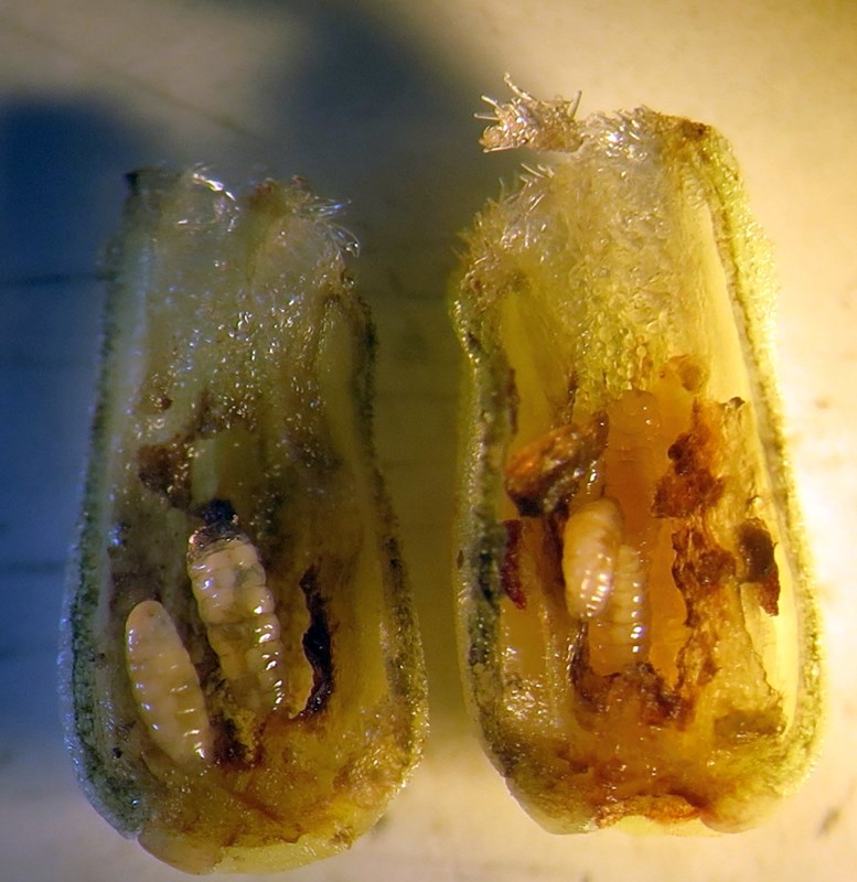 Janetiella glechomae (Janetiella glechomae)