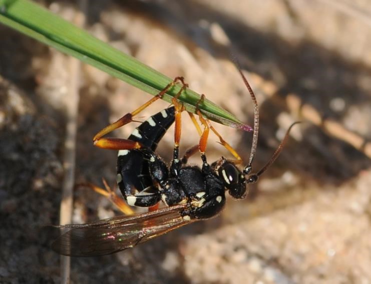 Banchus dilatatorius (Banchus dilatatorius)