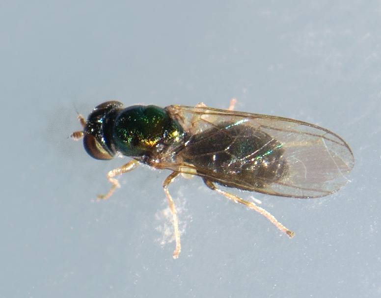 Microchrysa cyaneiventris (Microchrysa cyaneiventris)
