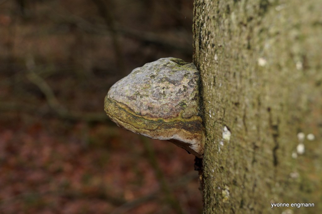 Tøndersvamp (Fomes fomentarius)