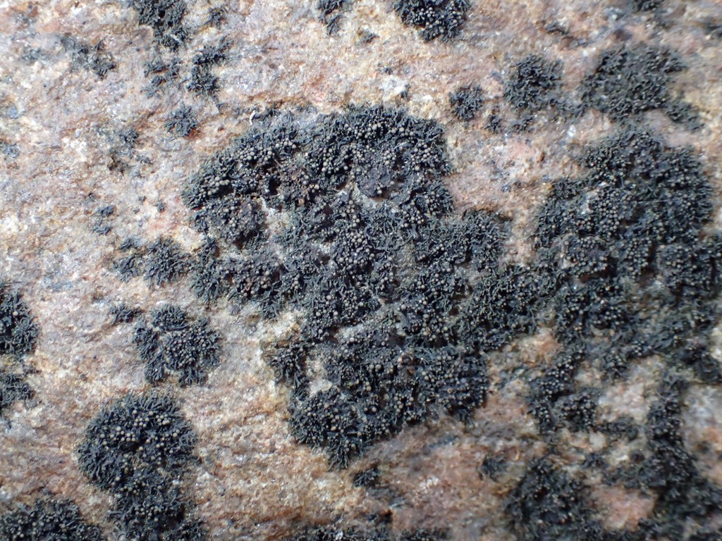 Liden Tanglav (Lichina confinis)