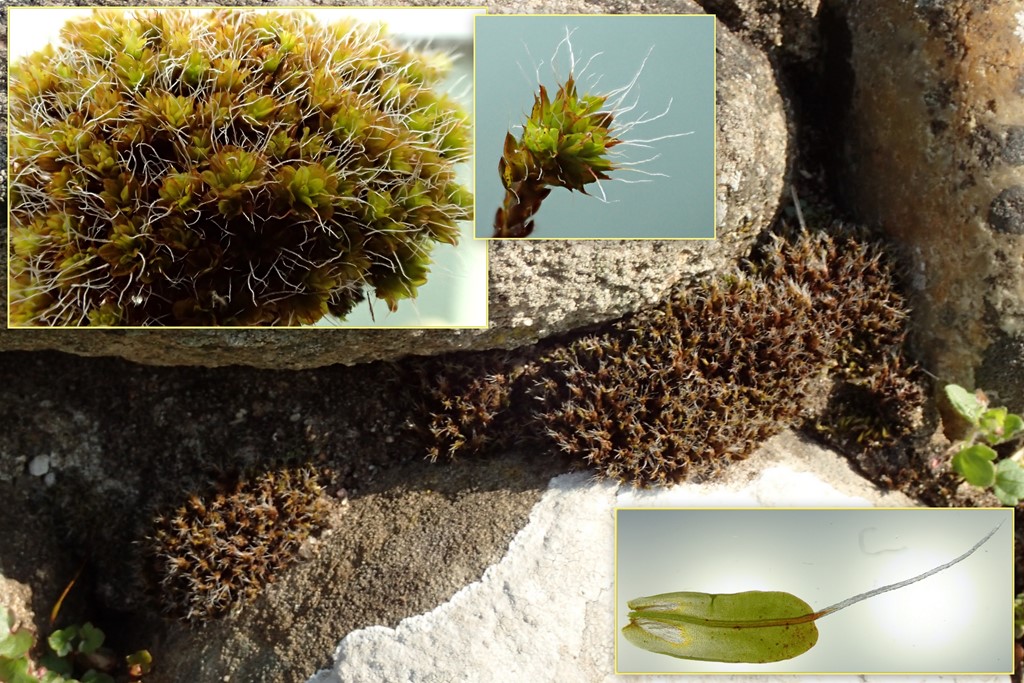 Bjerg-Hårstjerne (Syntrichia montana)