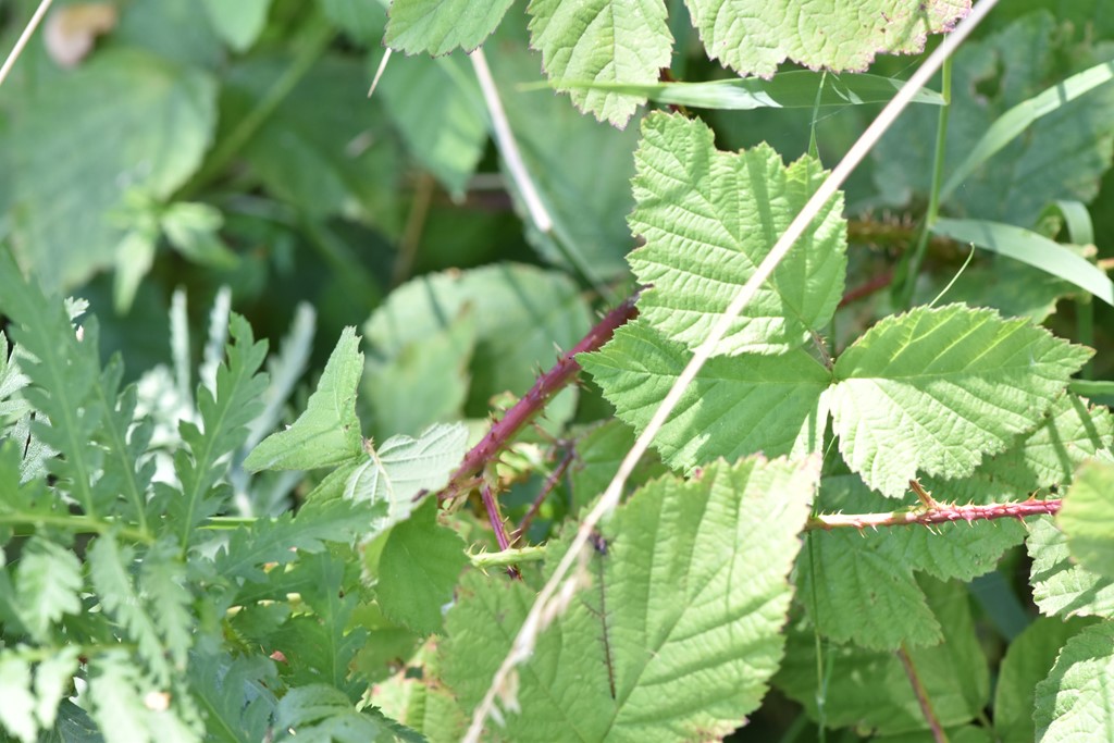 Rubus leuciscanus (Rubus leuciscanus)