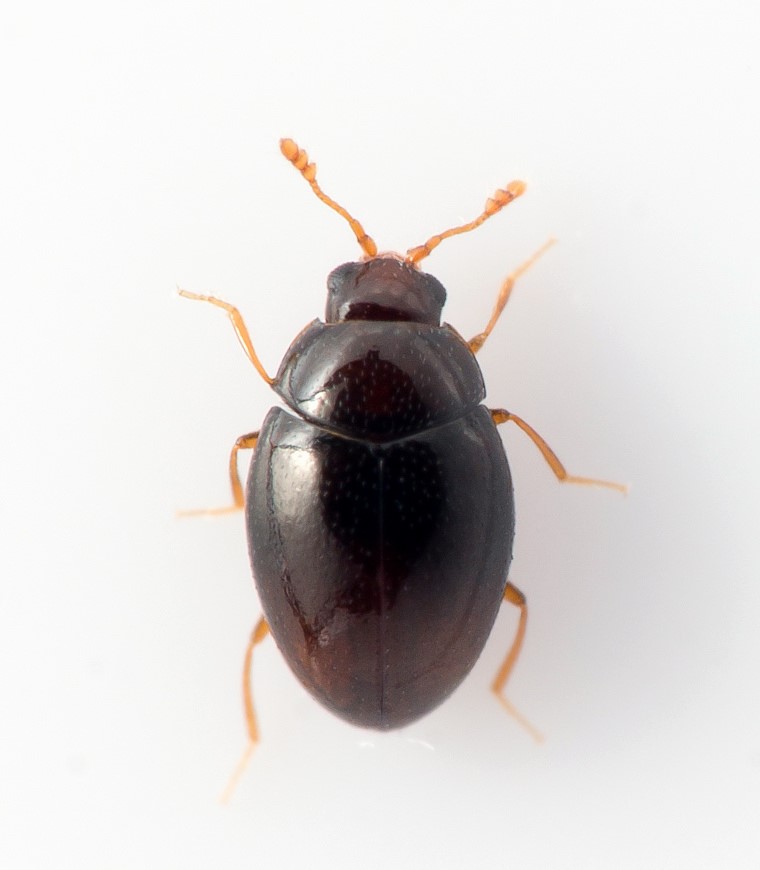 Ephistemus globulus (Ephistemus globulus)