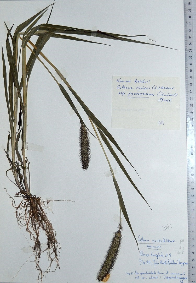 Stor Skærmaks (Setaria viridis var. major)