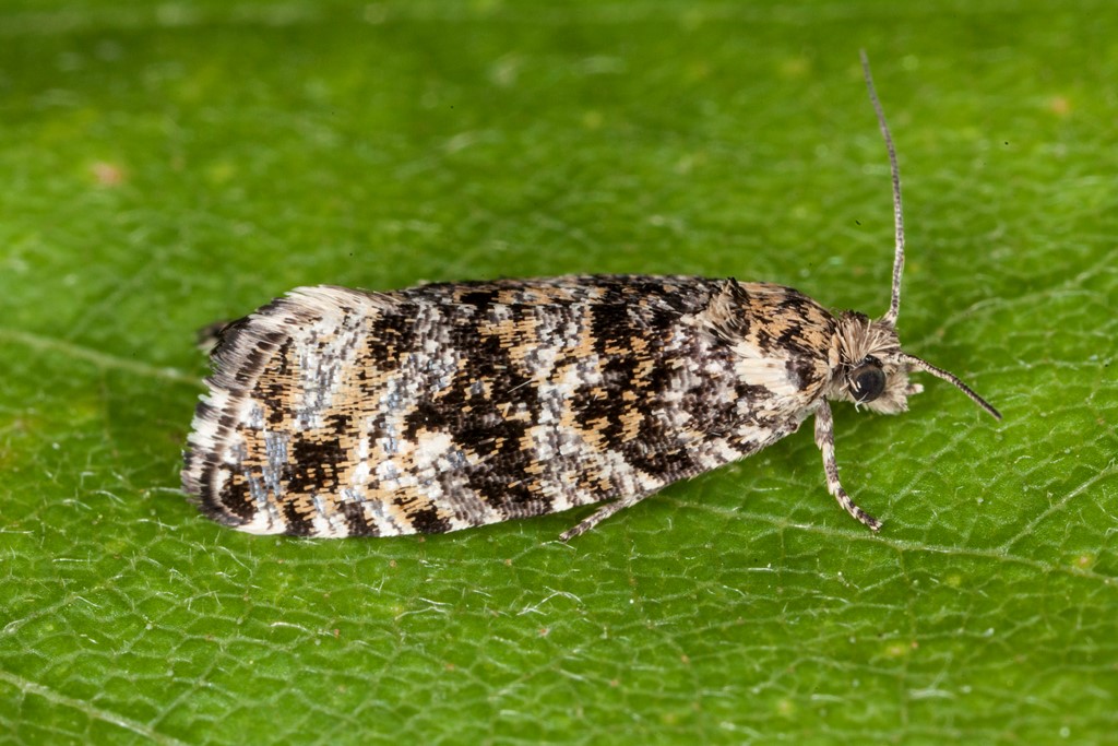 Phiaris turfosana (Phiaris turfosana)