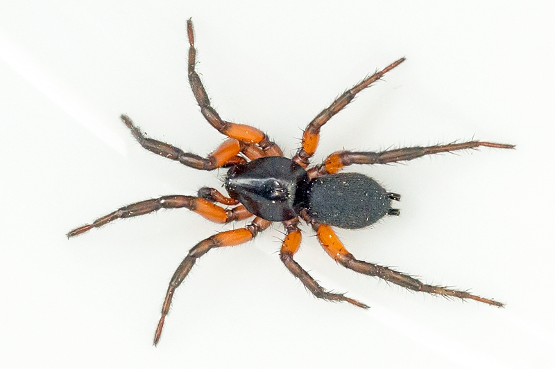 Rødbenet Museedderkop (Gnaphosa bicolor)