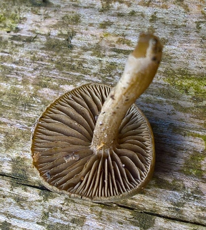 Simocybe sumptuosa (Simocybe sumptuosa)