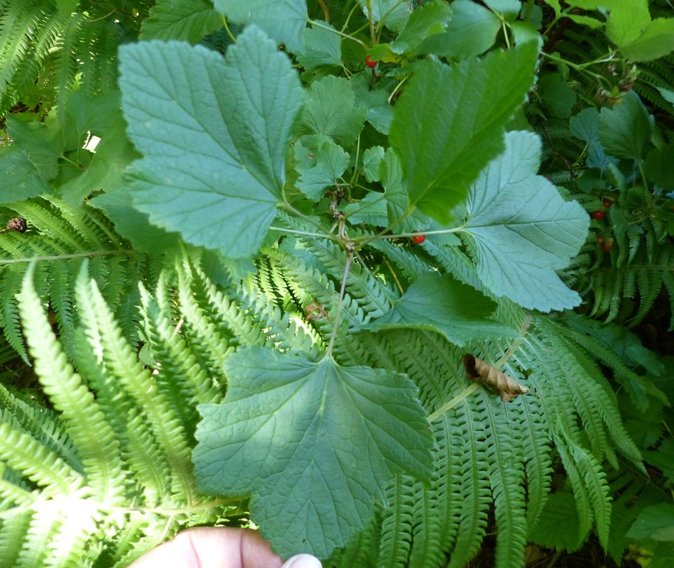 Sur Ribs (Ribes x pallidum)