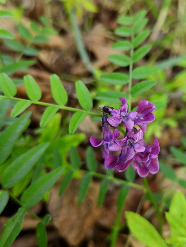 Gærde-Vikke (Vicia sepium)