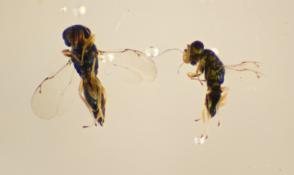 Gastrancistrus salicis (Gastrancistrus salicis)