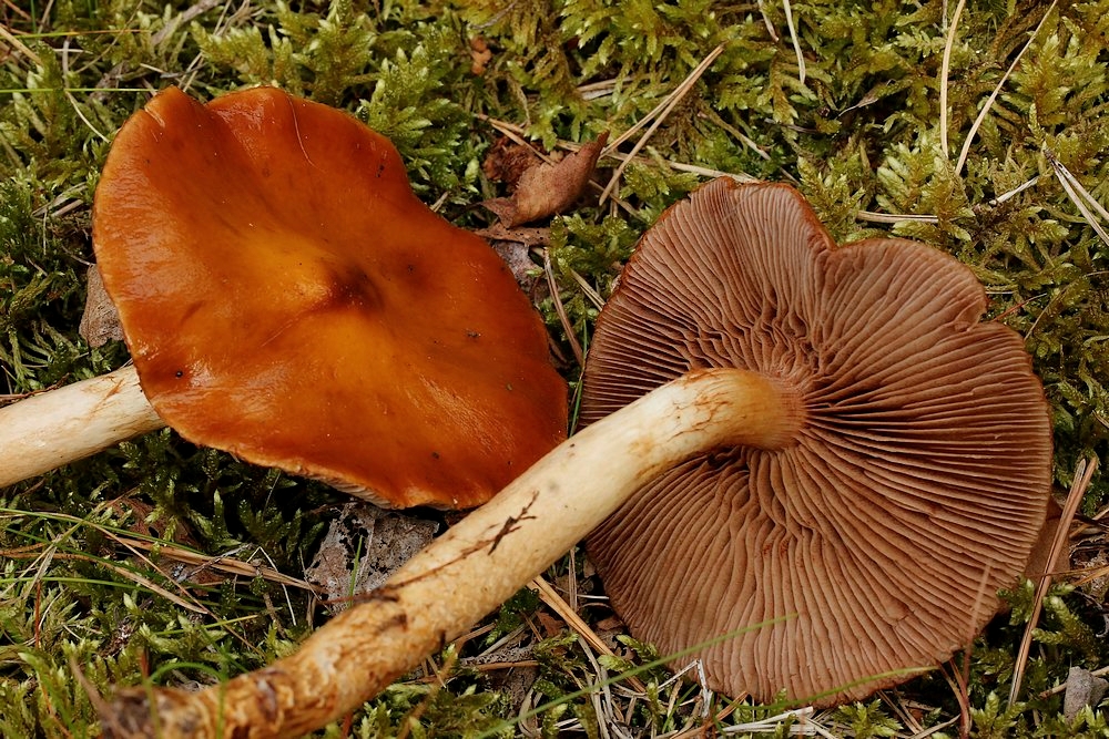 Cortinarius collinitoides (Cortinarius collinitoides)
