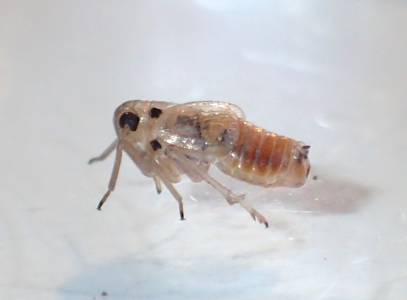 Stiroma bicarinata (Stiroma bicarinata)