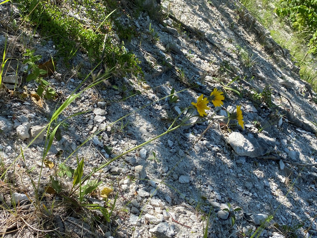 Hieracium caesiomurorum (Hieracium caesiomurorum)