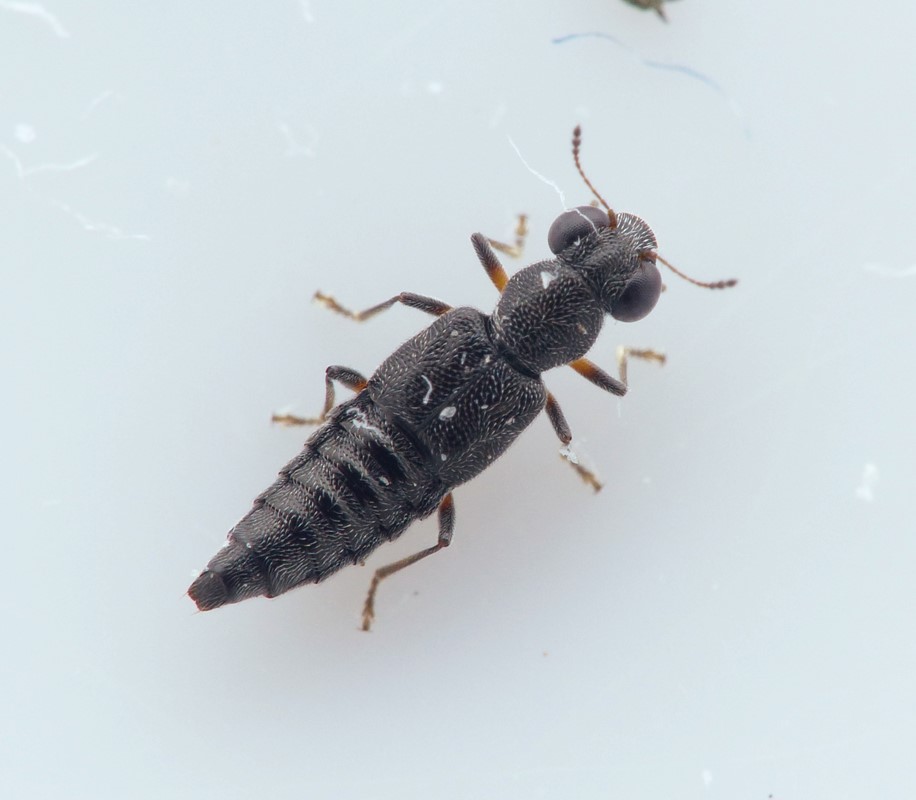 Stenus picipennis (Stenus picipennis)