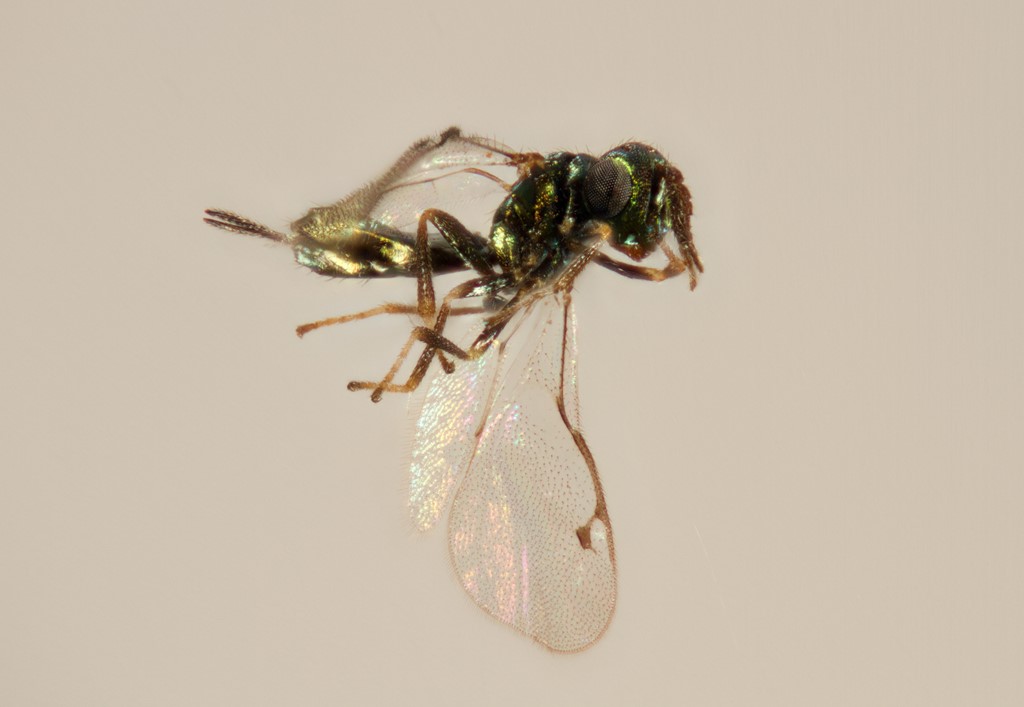 Gastrancistrus vagans (Gastrancistrus vagans)