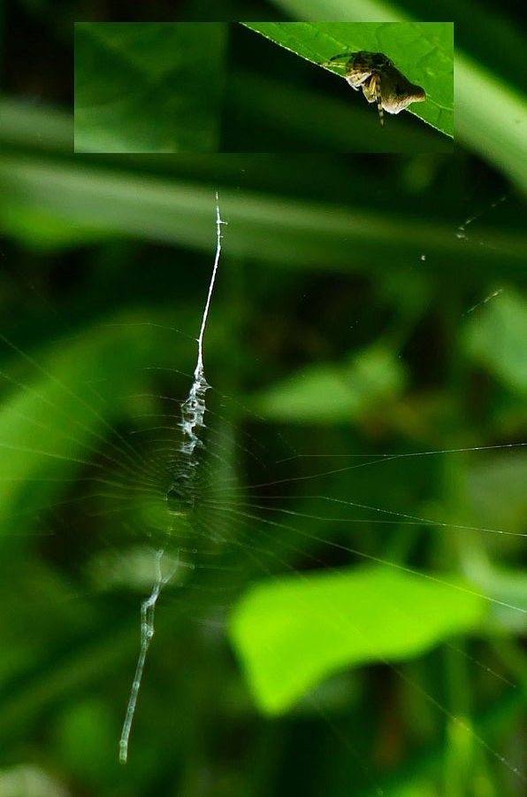 Keglerumpe (Cyclosa conica)