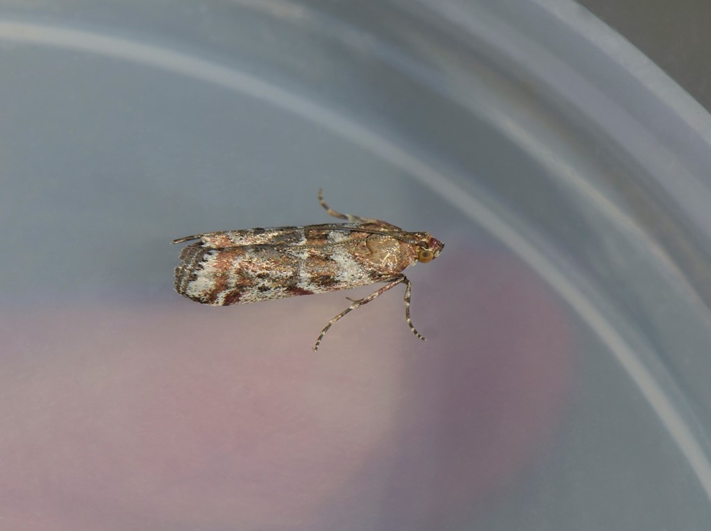Snoetstribet Timianhalvmøl (Delplanqueia dilutella)