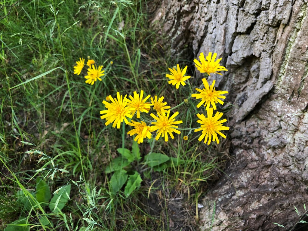 Hieracium marginelliceps (Hieracium marginelliceps)
