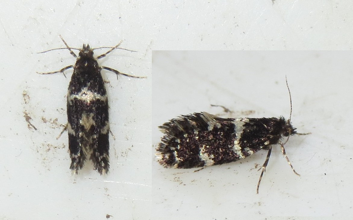 Algesækbærer (Narycia duplicella)