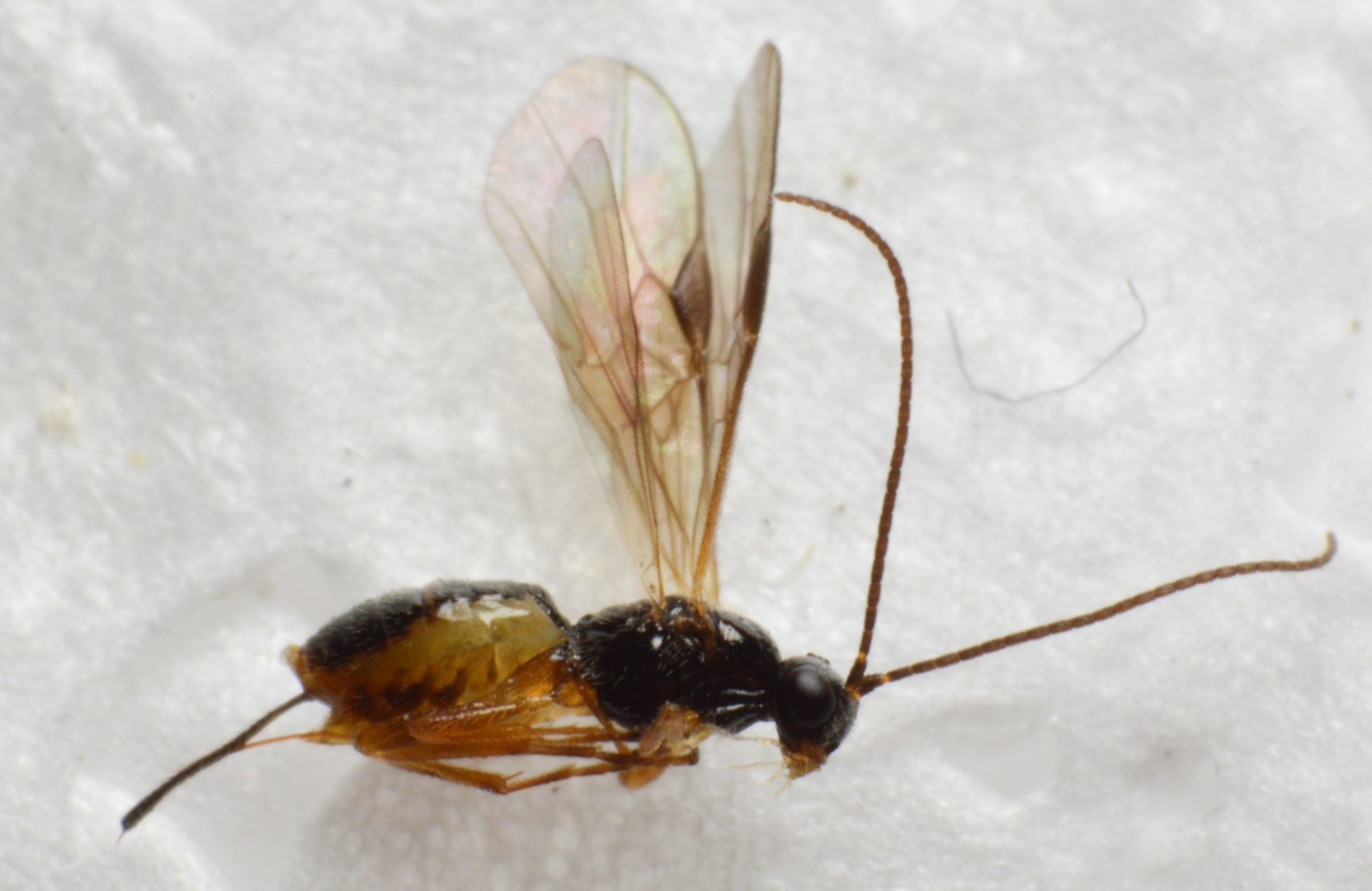 Bracon immutator (Bracon immutator)