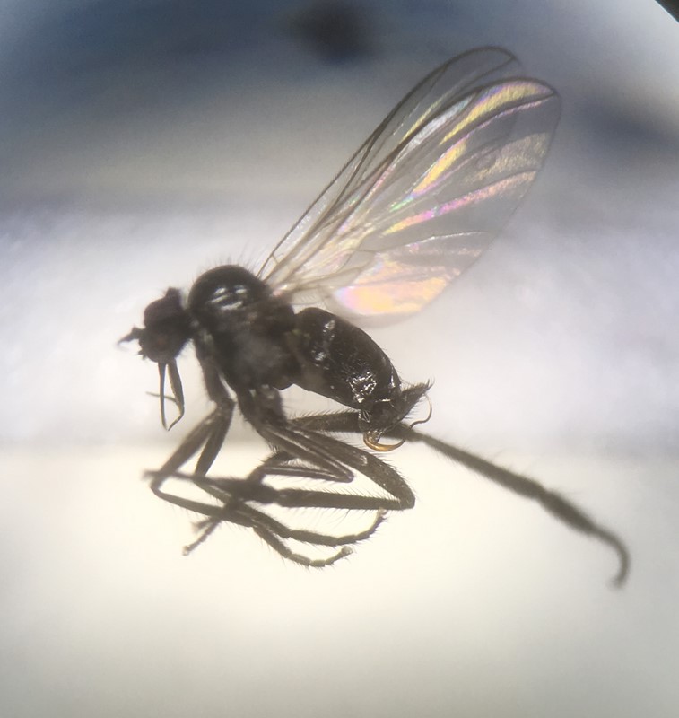 Rhamphomyia longipes