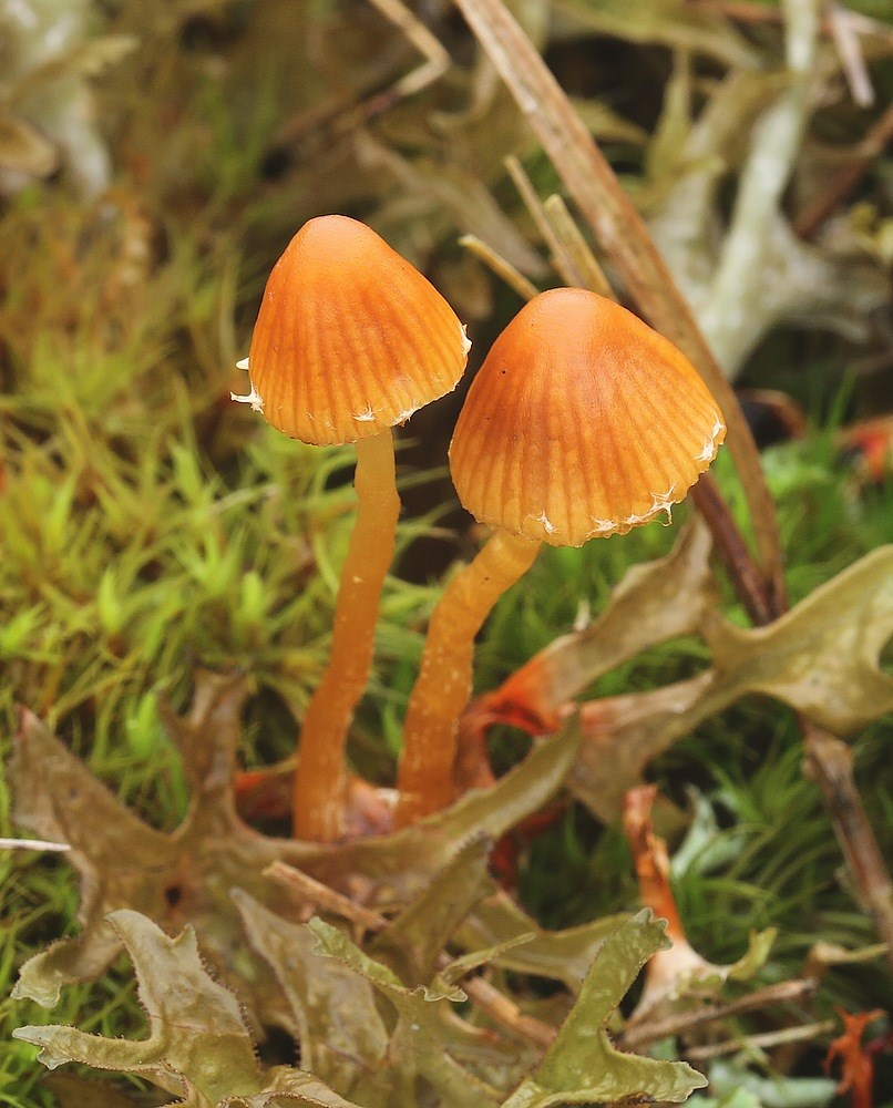 Galerina cerina (Galerina cerina)