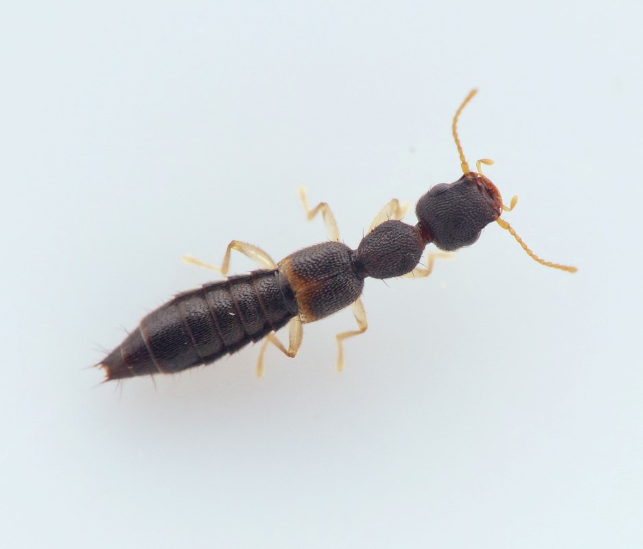 Astenus immaculatus (SKAL SLETTET) (Astenus immaculatus (SKAL SLETTET))