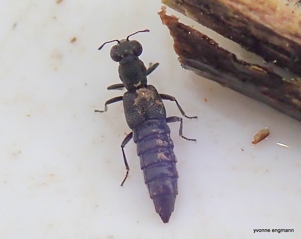 Stenus boops (Stenus boops)