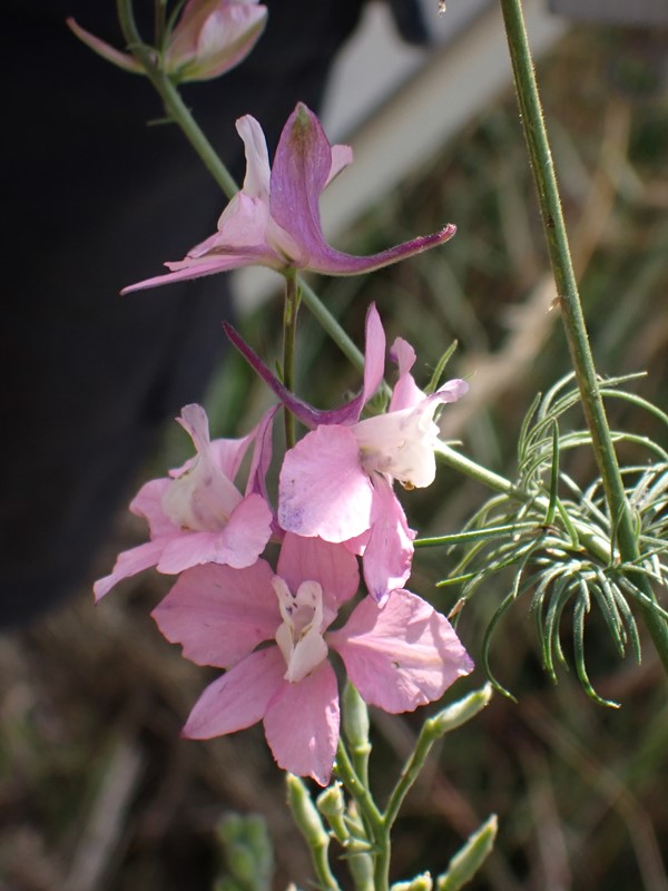 Hyacint-Ridderspore (Consolida orientalis)