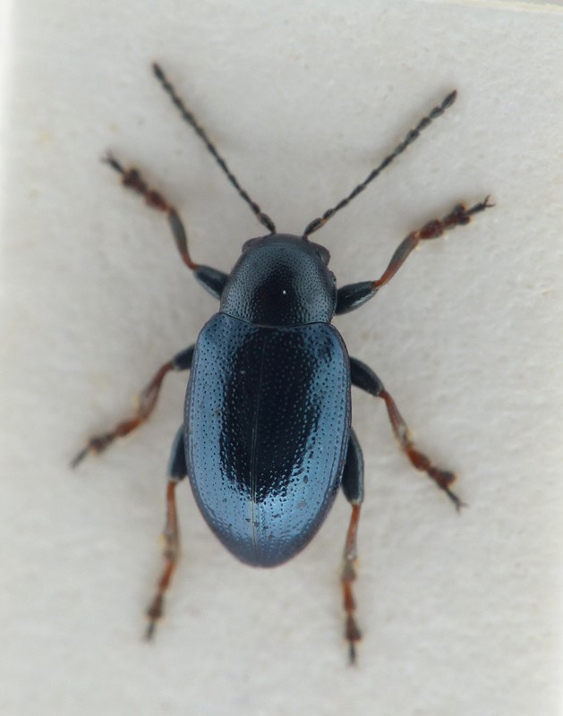 Chaetocnema mannerheimii (Chaetocnema mannerheimii)