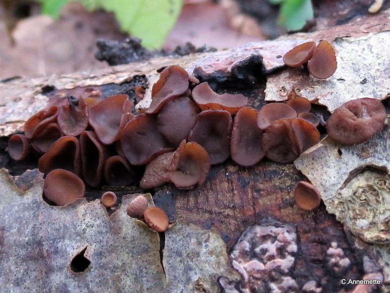 Gren-Brunskive (Rutstroemia firma)