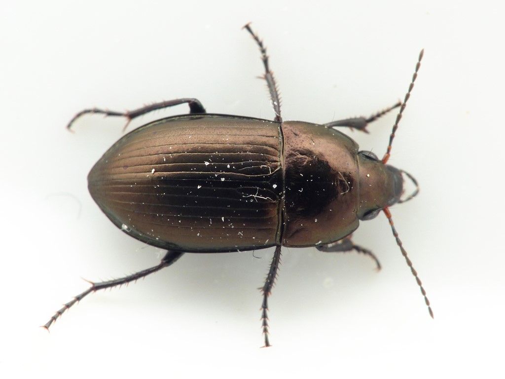 Dansk Ovalløber (Amara lunicollis)