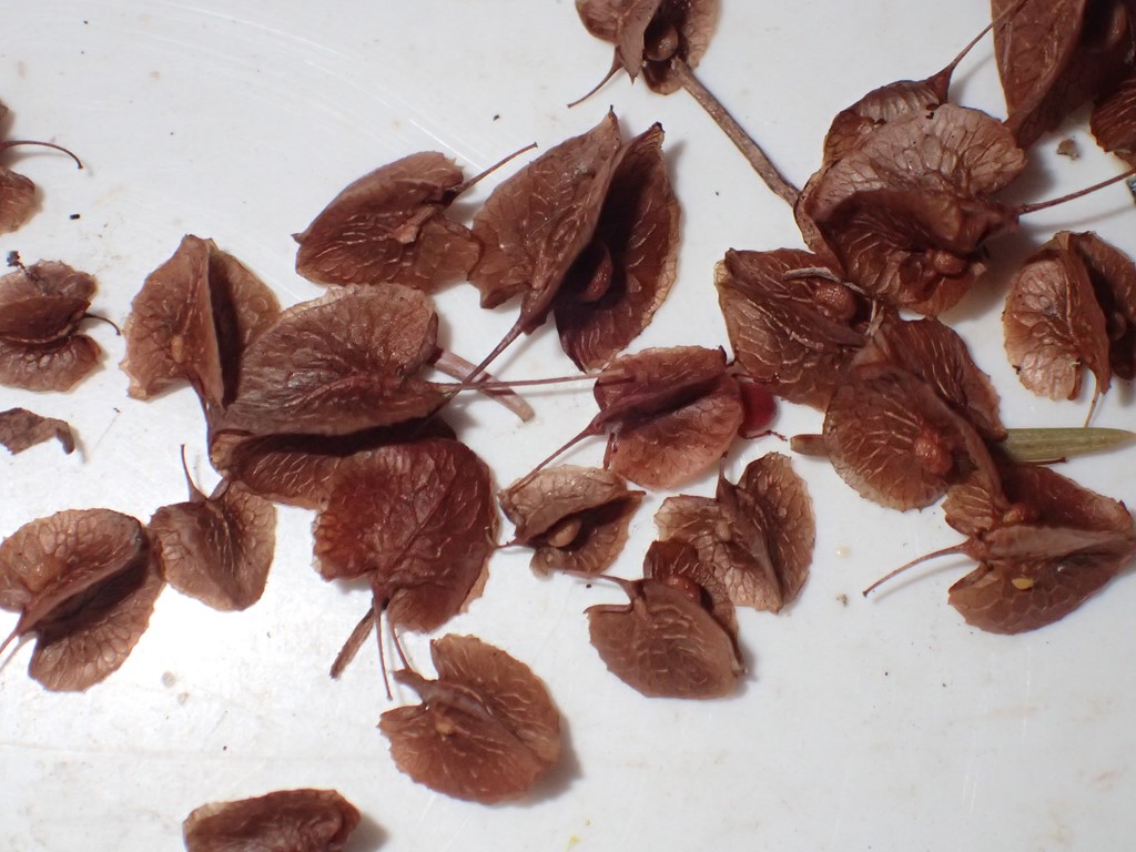 Rumex cristatus (Rumex cristatus)