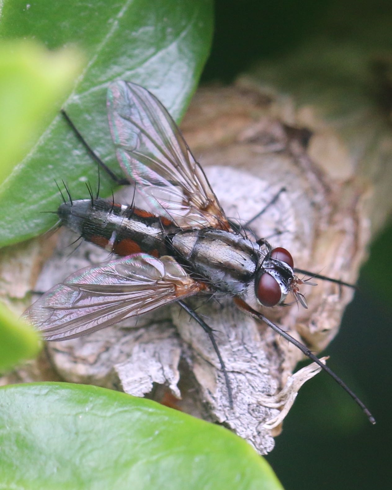 Mintho rufiventris (Mintho rufiventris)