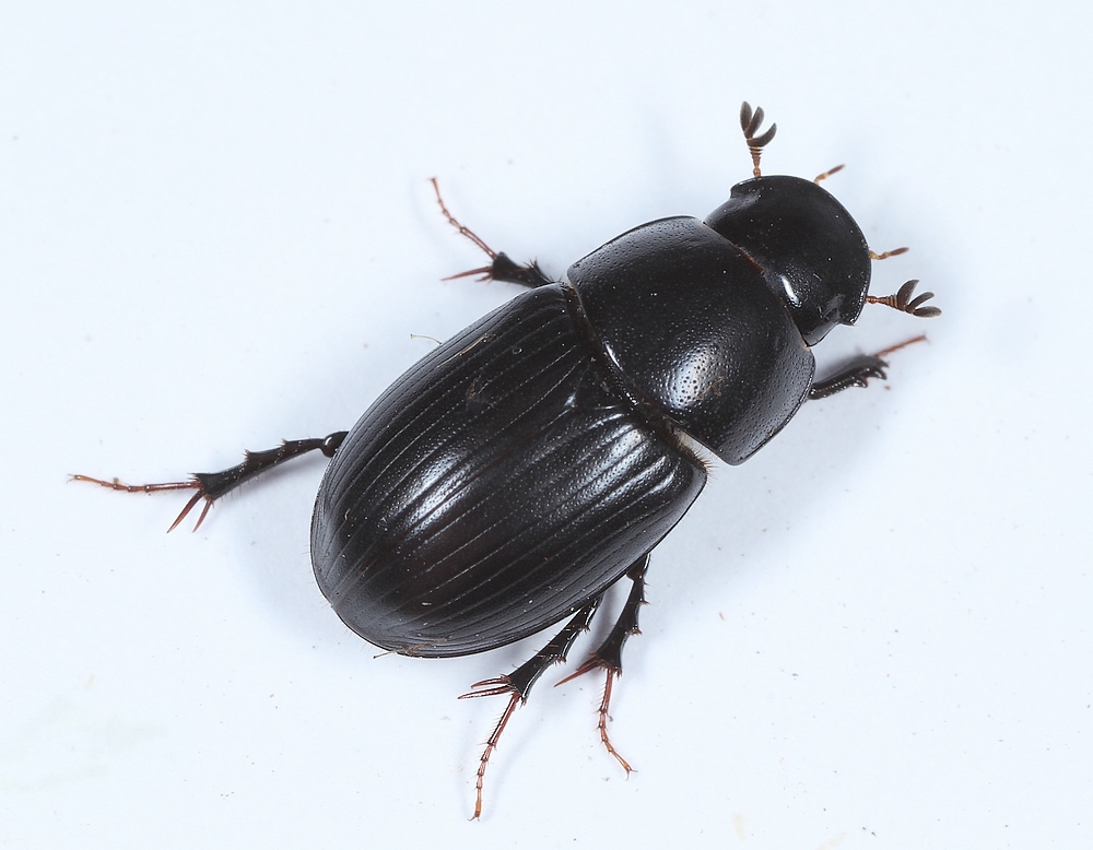 Flad Møgbille (Aphodius depressus)