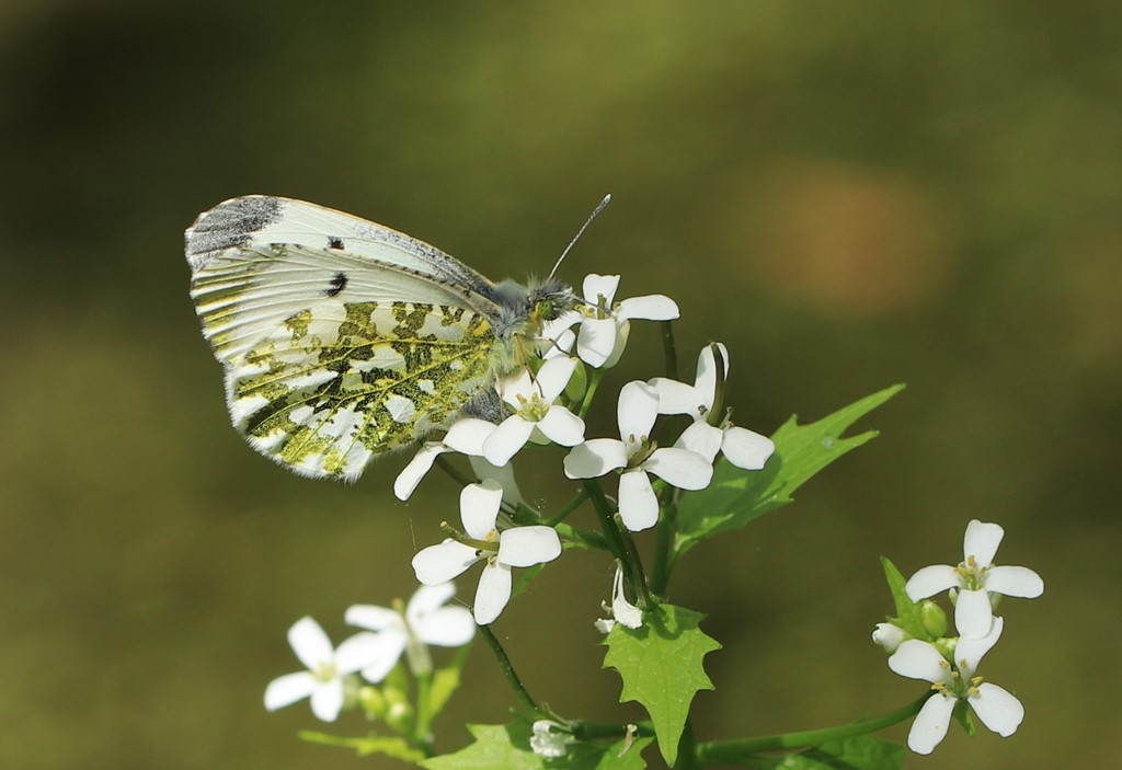 Aurora (Anthocharis cardamines)