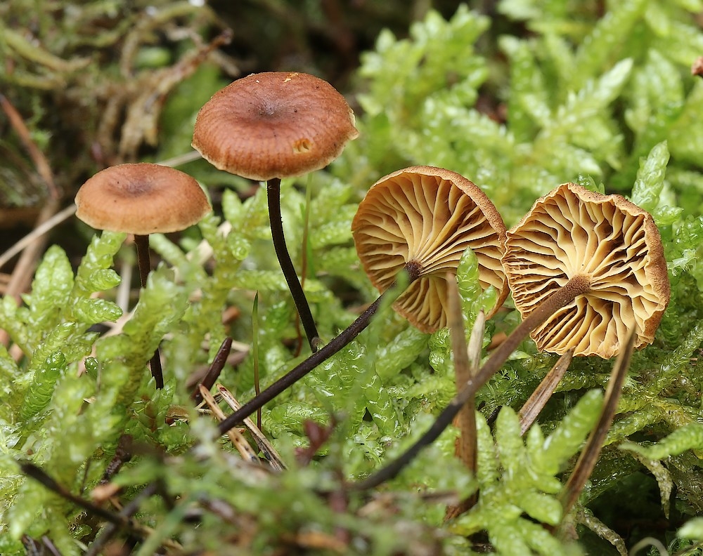 Gulfiltet Tørhat (Xeromphalina cauticinalis)