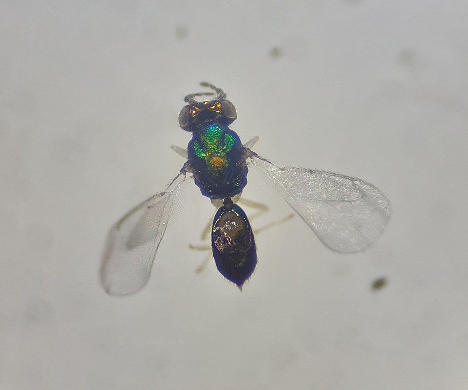 Achrysocharoides cilla (Achrysocharoides cilla)