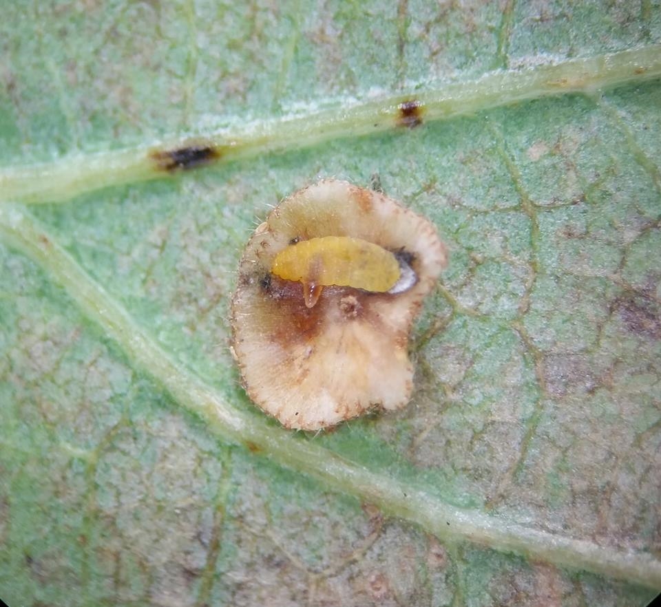 Aprostocetus sp. (Aprostocetus sp.)