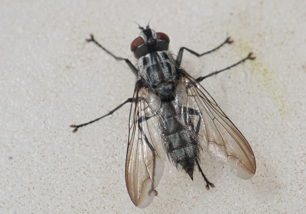 Macronychia striginervis (Macronychia striginervis)
