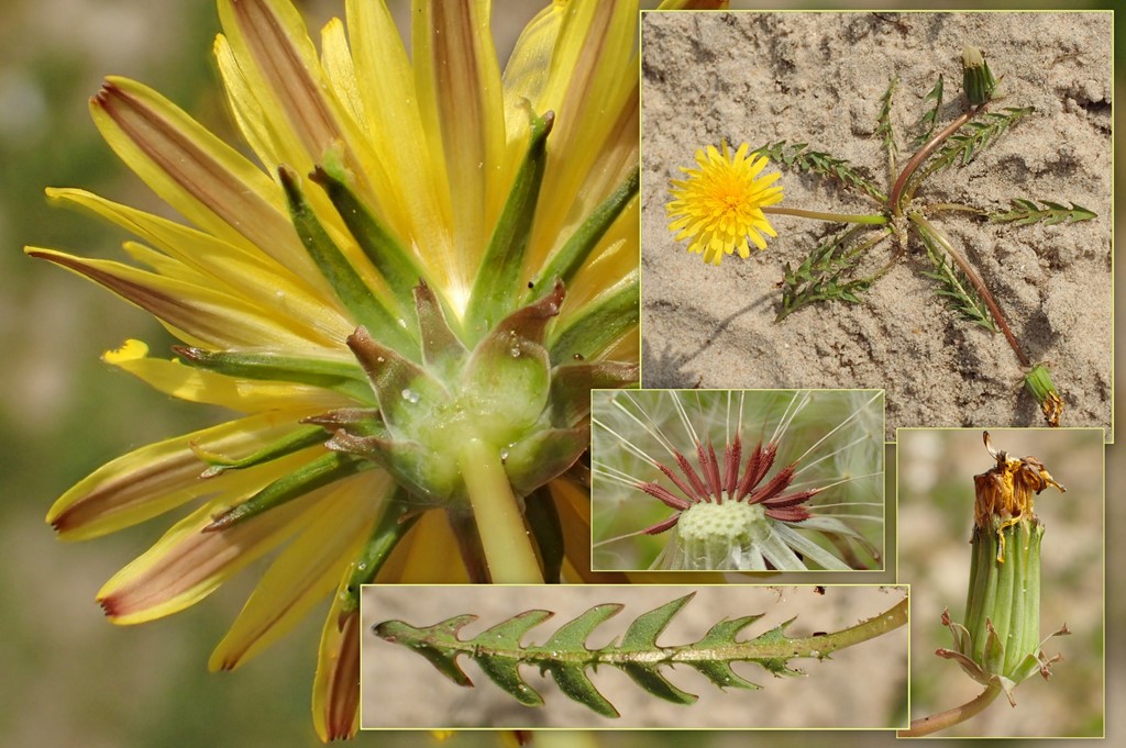 Lys Sandmælkebøtte (Taraxacum laetum)